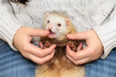 Ferret (Mustela Putorius Furo) - Information and Facts