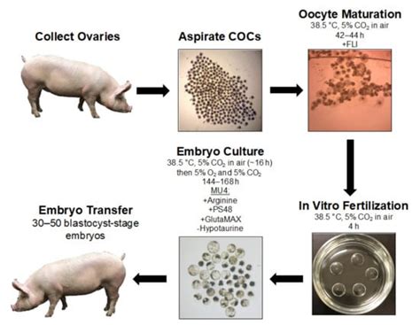 Challenges and Considerations during In Vitro Production of Porcine Embryos