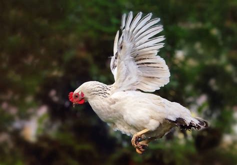 Hen Flying