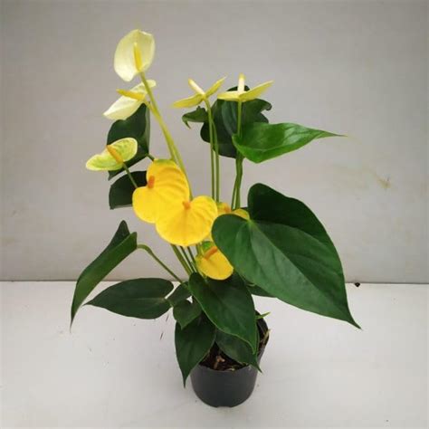 Oxygeen Yellow Anthurium Painter's Palette Tailflower Oilcloth Flower ...