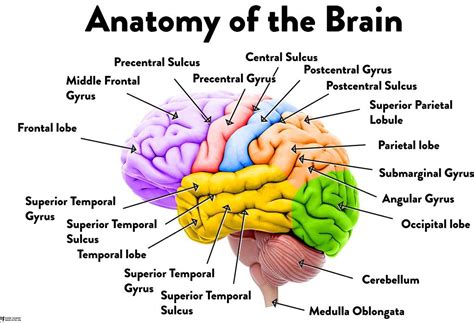 Human Brain Anatomy Regions Labeled Educational Chart Laminated Dry ...
