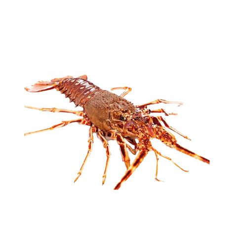 Langosta / Spinny Lobster – SM Los Roques