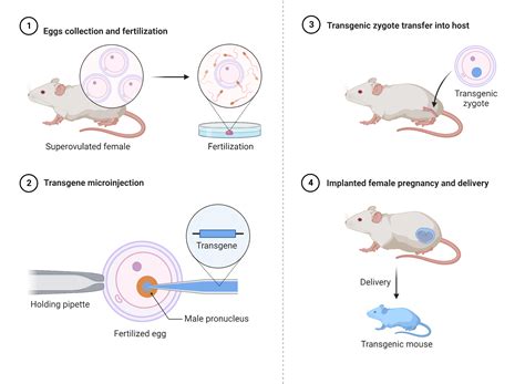 Transgenic Mice Production (Microinjection) | BioRender Science Templates