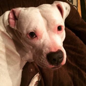 Image result for Terrifying Pit Bull