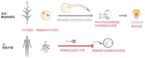 单倍体育种，单倍体育种的过程|admin_人人点