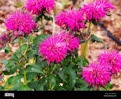 Monarda (bee balm, horsemint, oswego tea, bergamot) in full bloom Stock ...