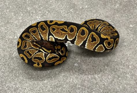Image result for Marvel Ball Python