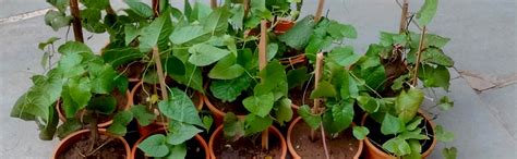 myBageecha - Honolulu Creeper Live Plant | Mexican Creeper | Antigonon ...
