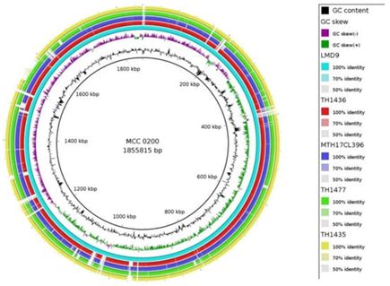 New strain of lactic acid bacterium could be promising probiotic for ...