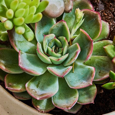 Echeveria Plant Care - How to Grow & Maintain Echeveria Plants ...
