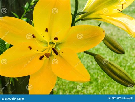Large Yellow Asiatic Lily Bloom Stock Image - Image of stamen ...