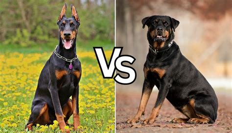 Doberman Vs Rottweiler - Comparison Of Two German Guard Dogs