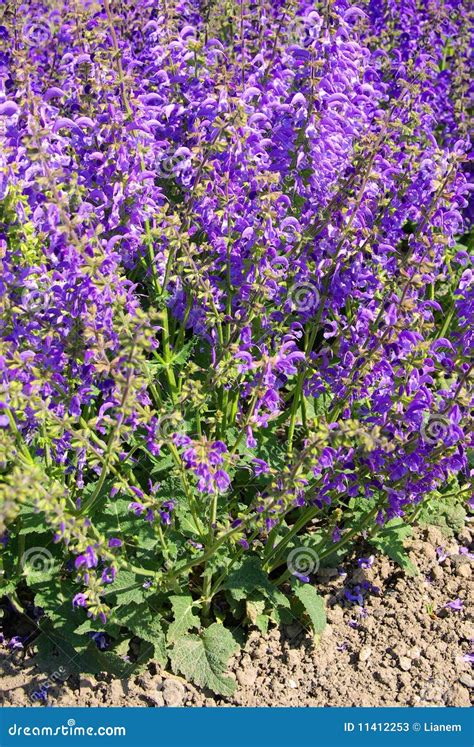 Meadow Sage stock image. Image of fresh, plant, green - 11412253