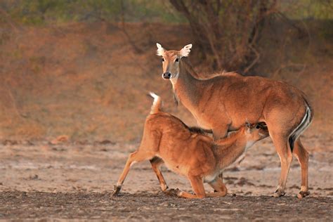 Frames From The Little Rann Of Kutch | Nature inFocus