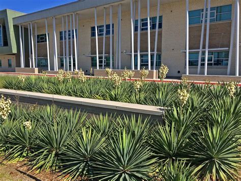 Plants for Dallas - Your Source for the Best Landscape Plant ...