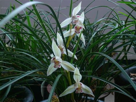 Live Orchid Plants 梁溪梅-easy Care Orchids Air Purifying Live - Etsy