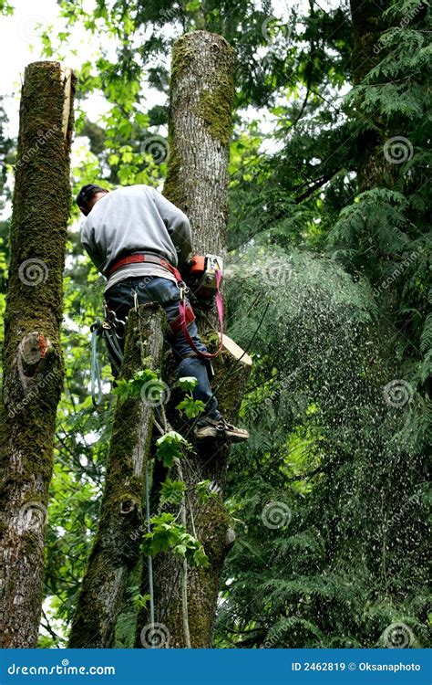 Image result for Tree Cutter