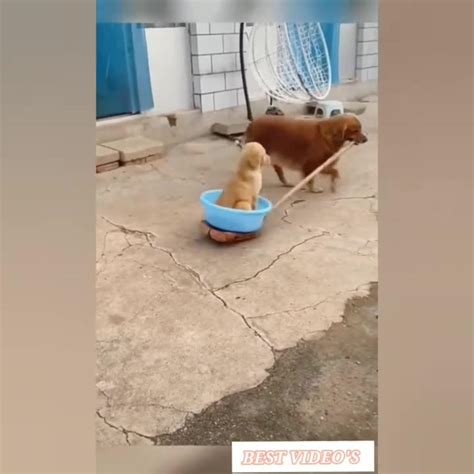 Funny animal videos 2024 - One News Page VIDEO