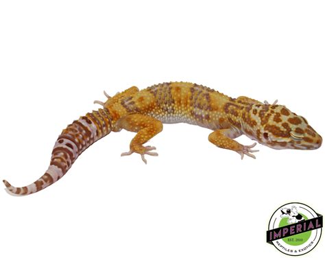 Bell Albino Leopard Gecko