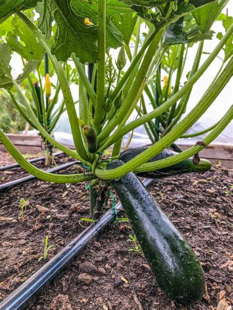 plant zucchini