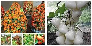 Creative Farmer High Yield Hybrid Home Bonsai Sweet Orange Fruit Plant ...