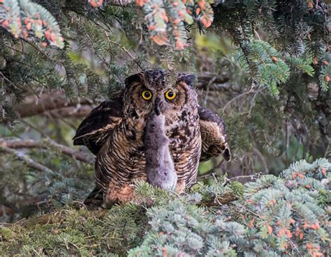 How to Keep Owls Away From Chickens - Backyard Poultry