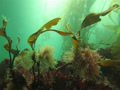 USHUAIA DIVERS (2026) All You Need to Know BEFORE You Go (with Reviews ...