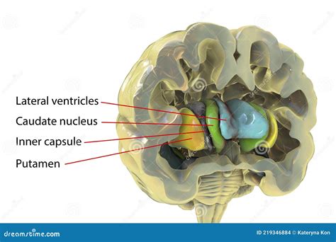 Human Brain Anatomy, Basal Ganglia, 3D Illustration Stock Illustration - Illustration of nervous ...