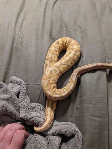 Ball Python Weight Gain 的图像结果
