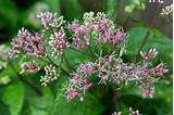 How to Grow and Care for Joe Pye Weed