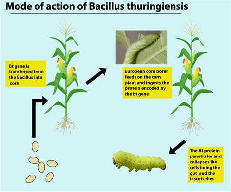 Bt toxin gene has been cloned from the bacteria and expressed in plants ...