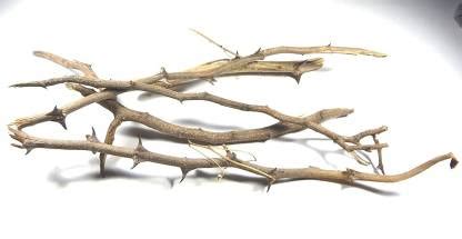 Urancia Shami ki Lakdi tree Banni Tree Vanni Tree Prosopis cineraria ...