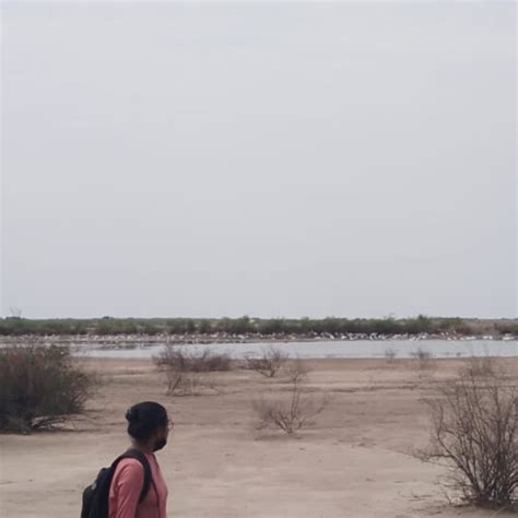 Image result for Pandi Master CWC