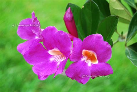 Lalbagh Flower Show August 2016 Photos-Independence Day Special