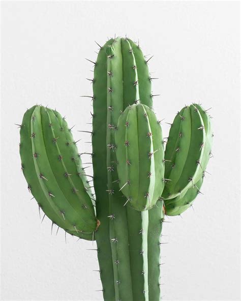 How to Identify San Pedro Cactus (Echinopsis Pachanoi) — Cactus Culture ...