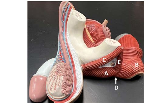 Image result for Male Reproductive Lab Model