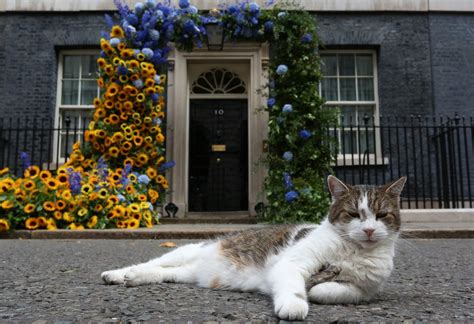 15 Downing Street memes as Larry The Cat 'claims' prime minister post
