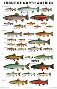 Image result for Trout Identification Guide