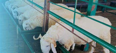 Contact Us | Stallfed | Samrudhi Sheep & Goat Farms