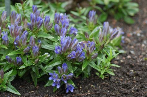 Gentiana freyniana | Botanical Garden - Natural History Museum ...