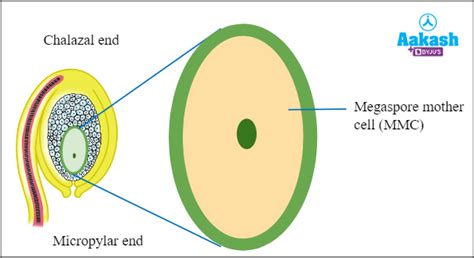 Apomixis & Polyembryony Definition, Types & Examples | AESL