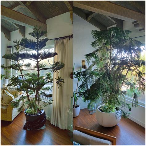 One year update from a successful transition of this Norfolk Island ...