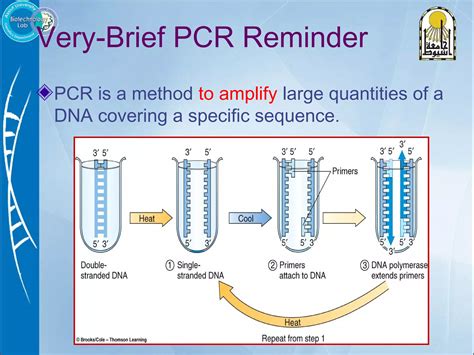Primer Design Step by Step 的图像结果