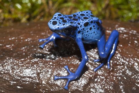 Venom Of Frog