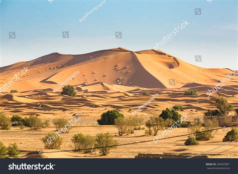 Sahara Desert Plants List