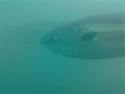 TUNA DIVE TOURS (2026) All You Need to Know BEFORE You Go (with Photos ...