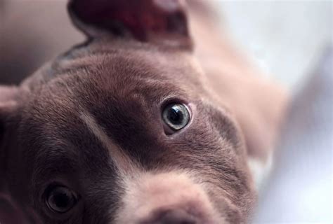 Blue-Eyed Pitbull Explained (with Pictures) | PawLeaks