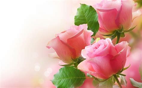Love Flower Images Hd Wallpapers | Best Flower Site