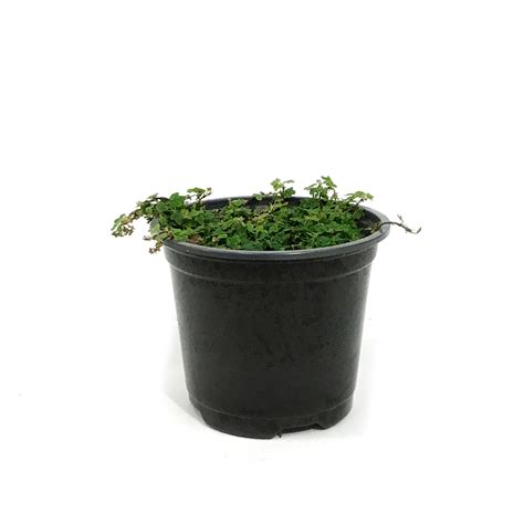 String of Frogs, 4.5in, Ficus pumila 'Quercifolia' – Floral Acres Greenhouse & Garden Centre