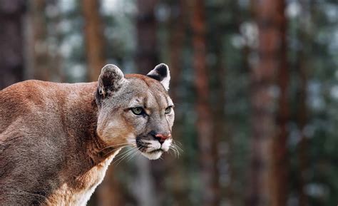Astonishing Facts About the Mysterious Mountain Lion - A-Z Animals ...